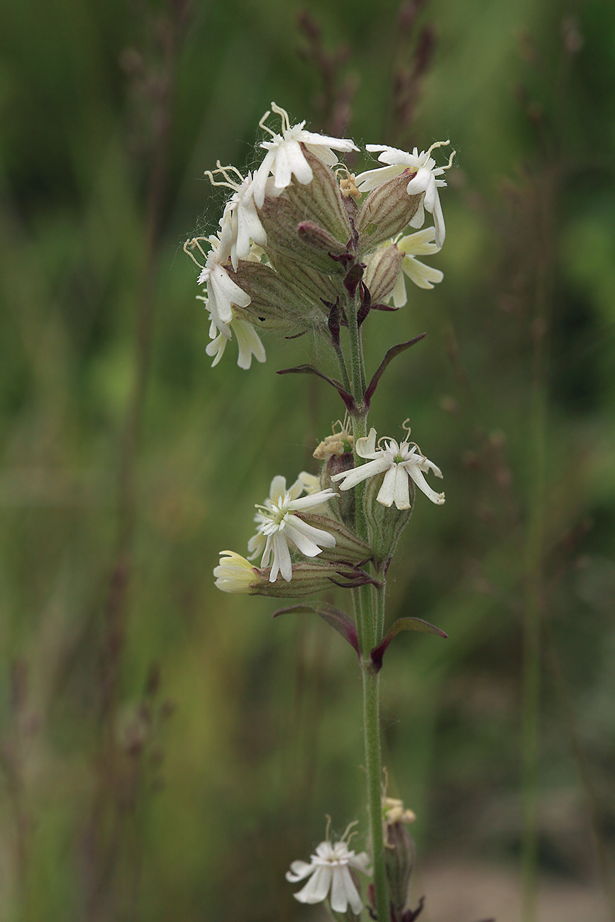 Image of Silene amoena specimen.