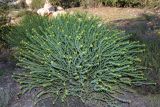 Euphorbia mauritanica