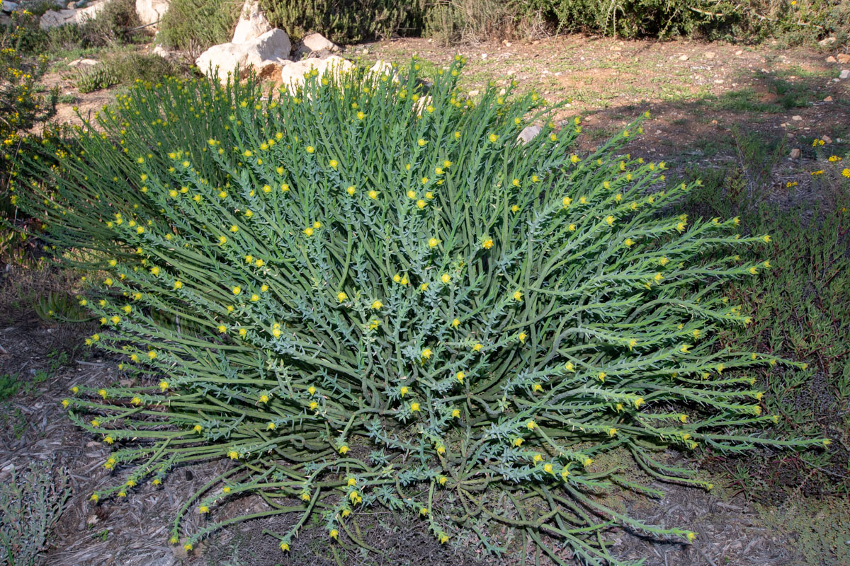 Изображение особи Euphorbia mauritanica.
