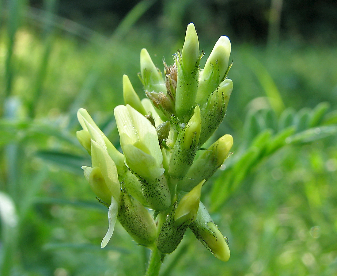 Image of Astragalus cicer specimen.