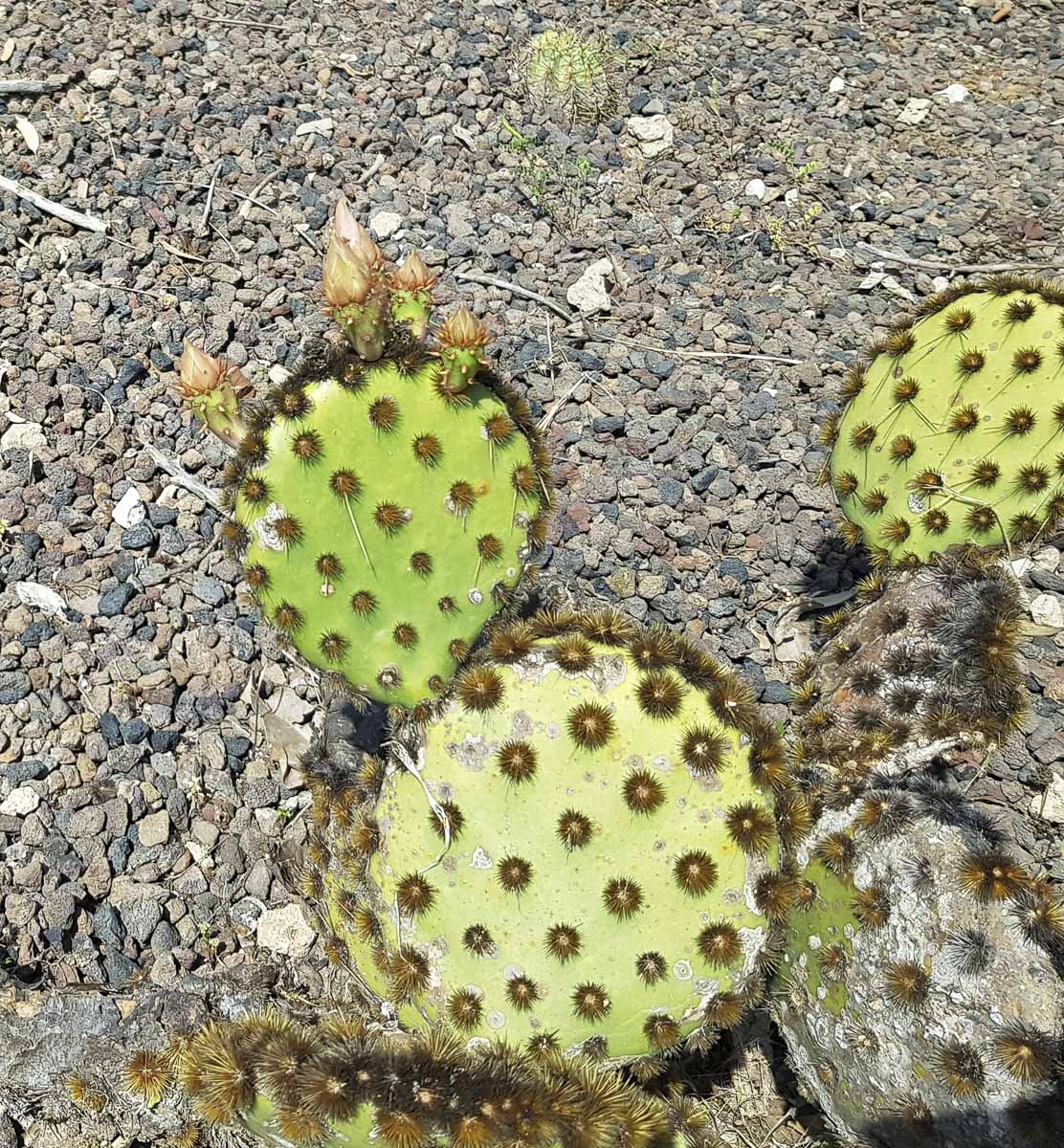 Image of Opuntia aciculata specimen.
