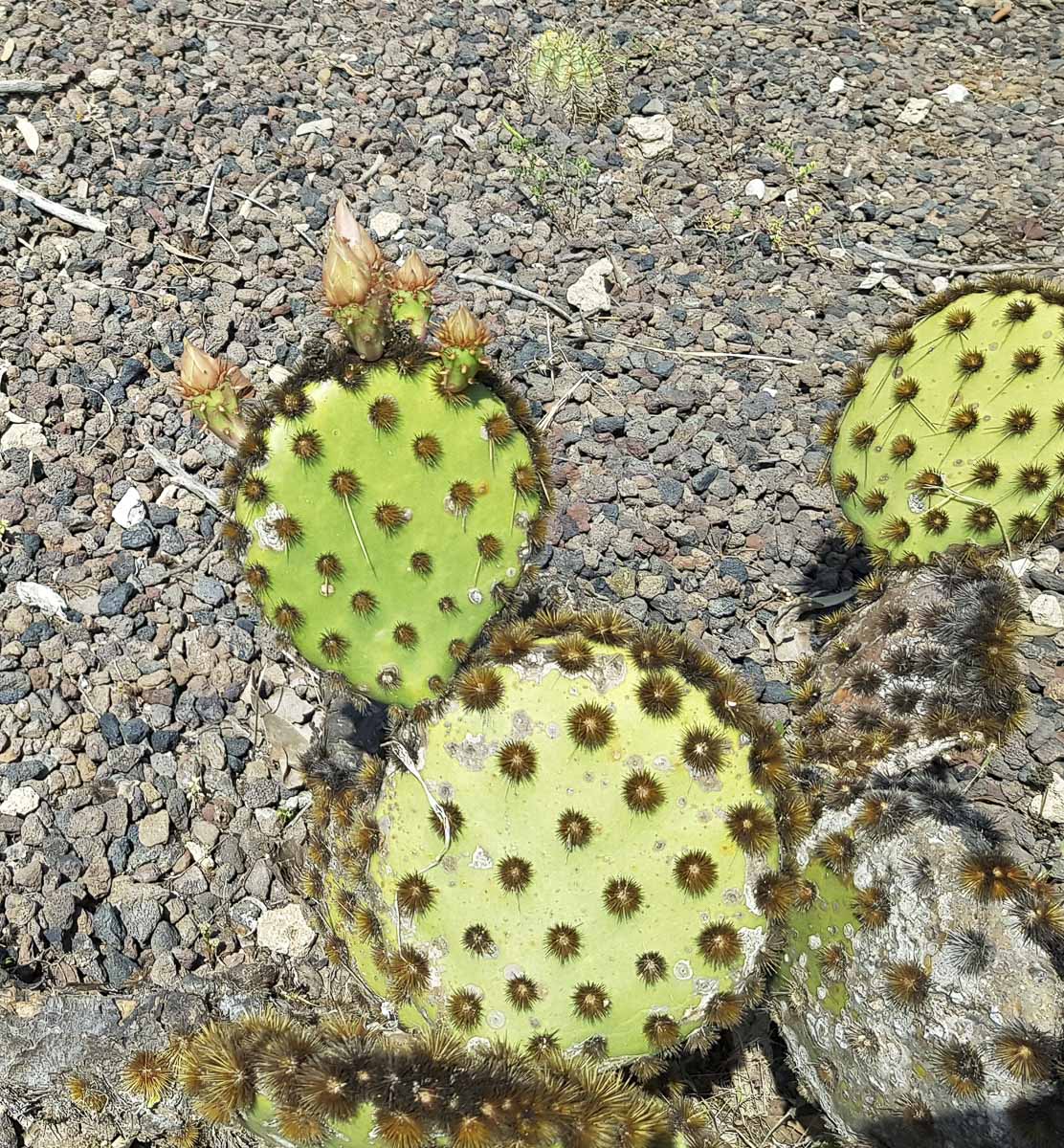 Изображение особи Opuntia aciculata.