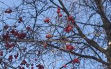 genus Crataegus. Ветвь с прошлогодними плодами. Пермь, Свердловский р-н, парк им. Горького, в озеленении. 29 января 2019 г.