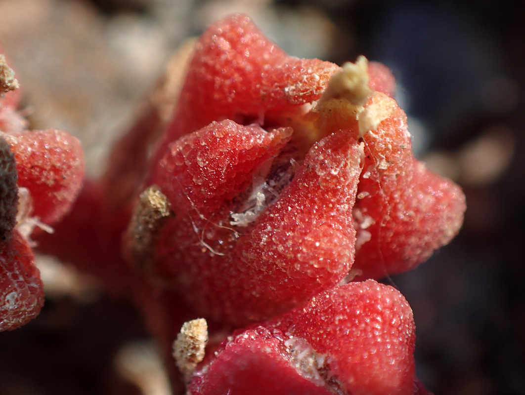 Image of Mesembryanthemum nodiflorum specimen.