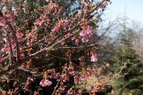 familia Rosaceae. Верхушки веток с цветками и бутонами. Израиль, горный массив Хермон, мошав Неве Атив, в культуре. 02.02.2019.