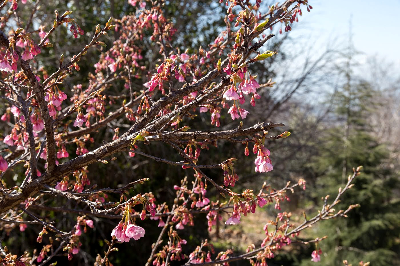 Image of familia Rosaceae specimen.