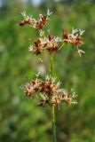 Juncus acutiflorus. Соцветие. Нидерланды, провинция Gelderland, община Bronkhorst, окр. дер. Zelhem, заболоченный берег пруда. 10 июля 2010 г.