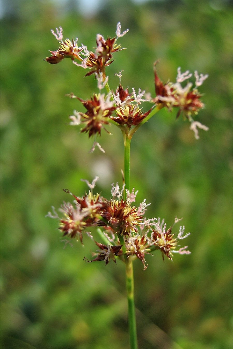 Изображение особи Juncus acutiflorus.