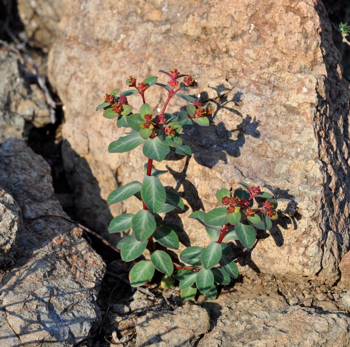 Изображение особи Euphorbia lemesiana.