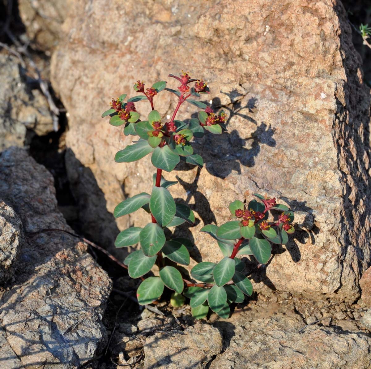 Image of Euphorbia lemesiana specimen.