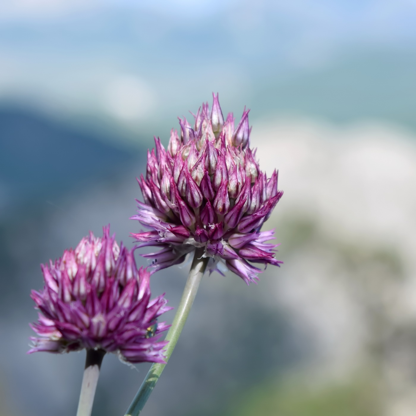 Изображение особи Allium nathaliae.