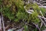 genus Thuidium. Гаметофиты. Свердловская обл., окр. г. Заречный, урочище Черемшанское болото, сосново-берёзовый лес, на почве. 04.05.2019.