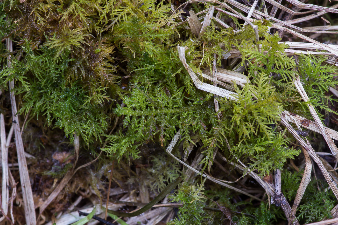 Image of genus Thuidium specimen.