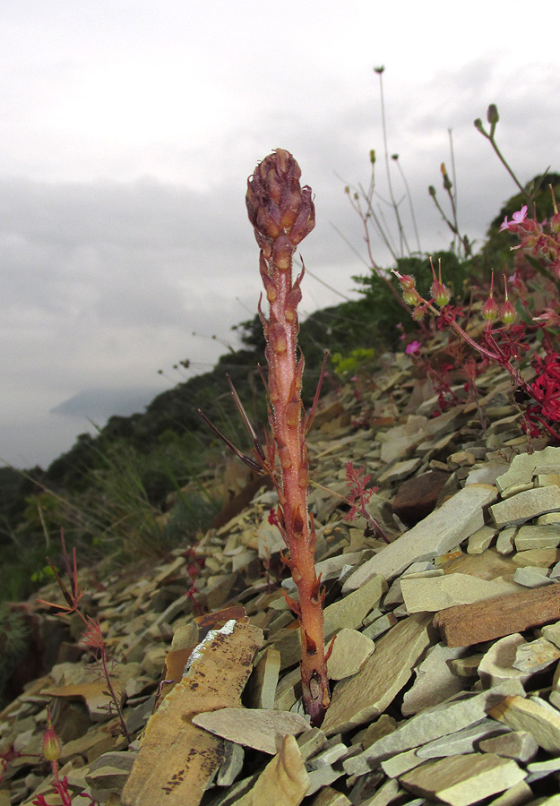 Image of Orobanche grenieri specimen.