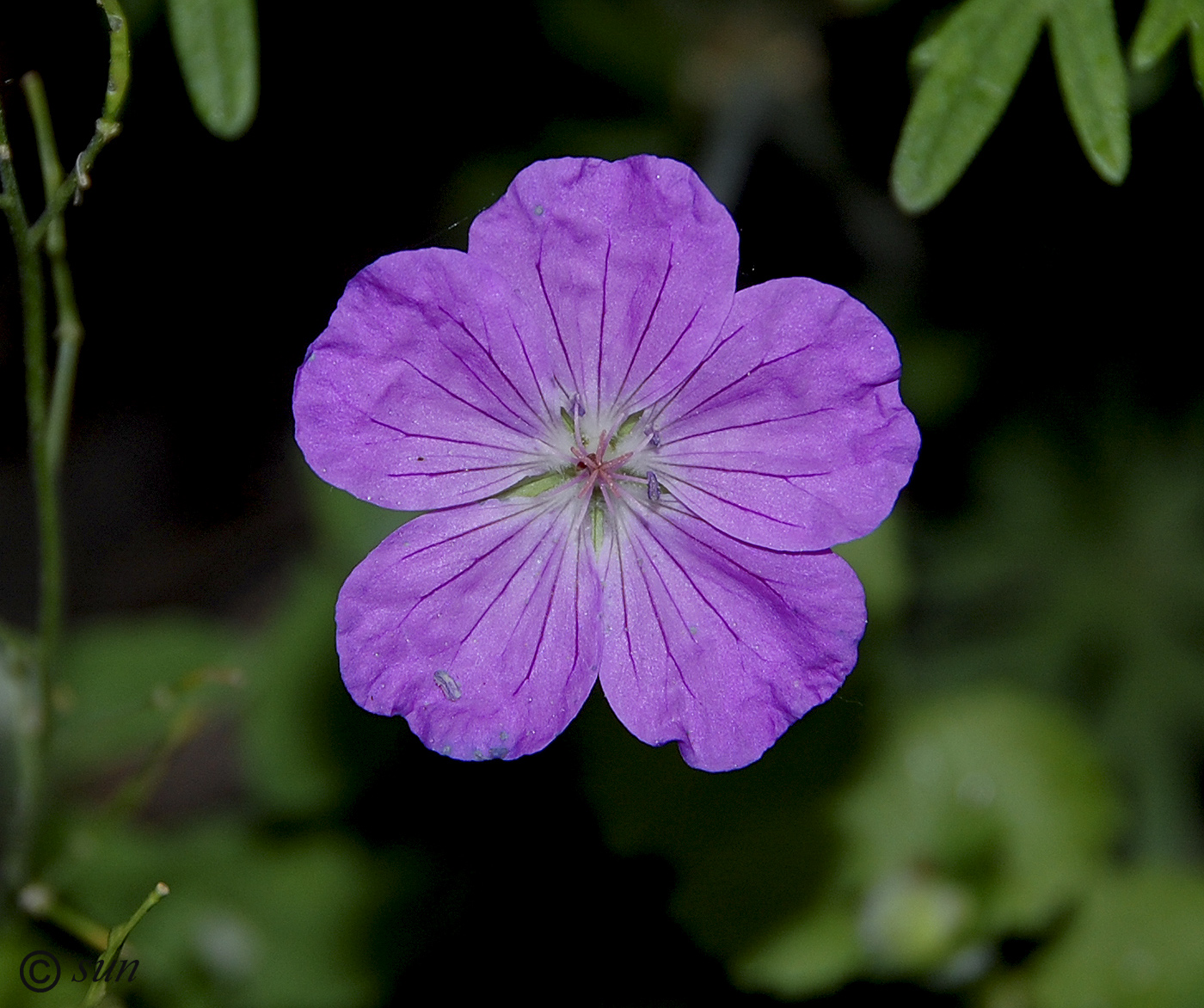 Изображение особи Geranium sanguineum.