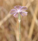 Dianthus strictus ssp. troodi