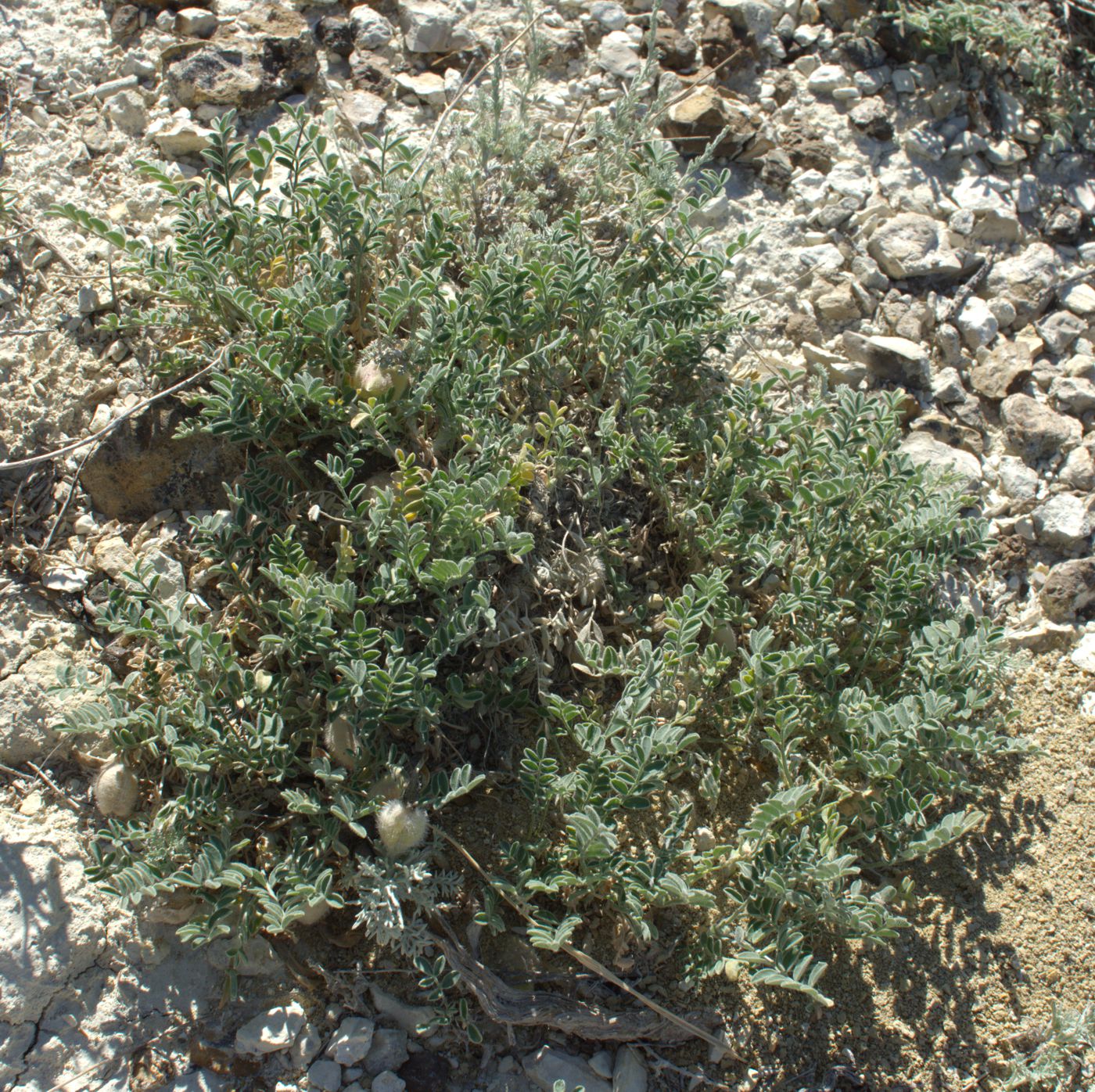 Image of Astragalus lasiophyllus specimen.
