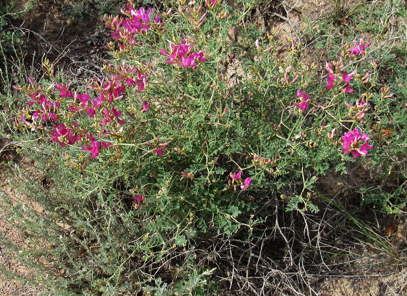 Image of Eversmannia subspinosa specimen.