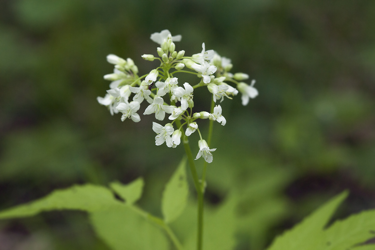 Изображение особи Cardamine leucantha.