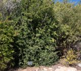 Dovyalis caffra