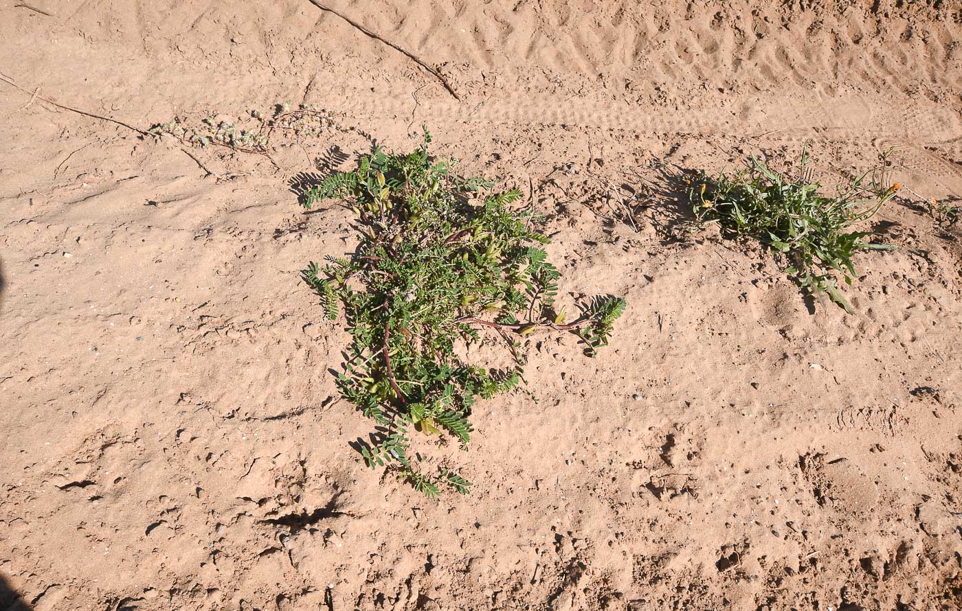 Изображение особи Astragalus boeticus.