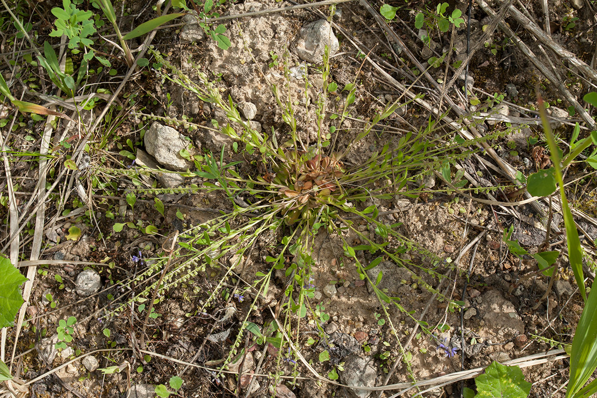 Image of Polygala amarella specimen.