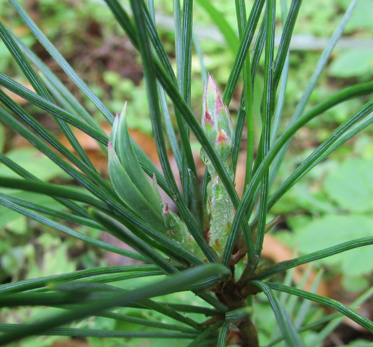 Изображение особи Pinus lambertiana.