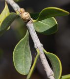 Image of taxon representative. Author is Татьяна Мальчинская