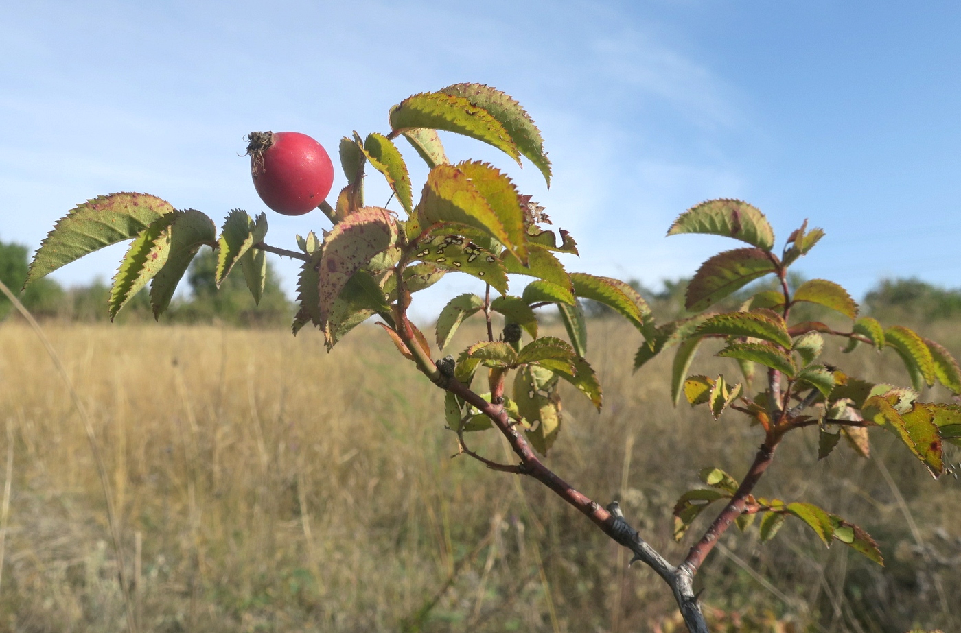 Изображение особи род Rosa.