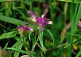 Melampyrum cristatum