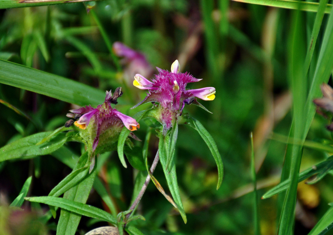 Image of Melampyrum cristatum specimen.