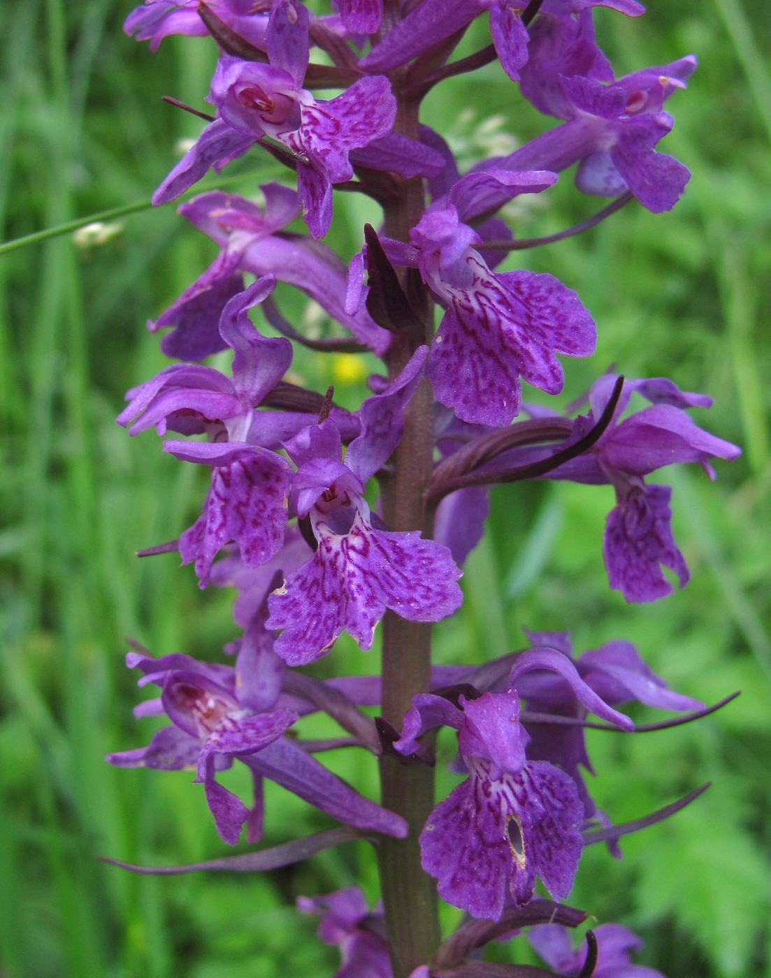 Изображение особи Dactylorhiza urvilleana.