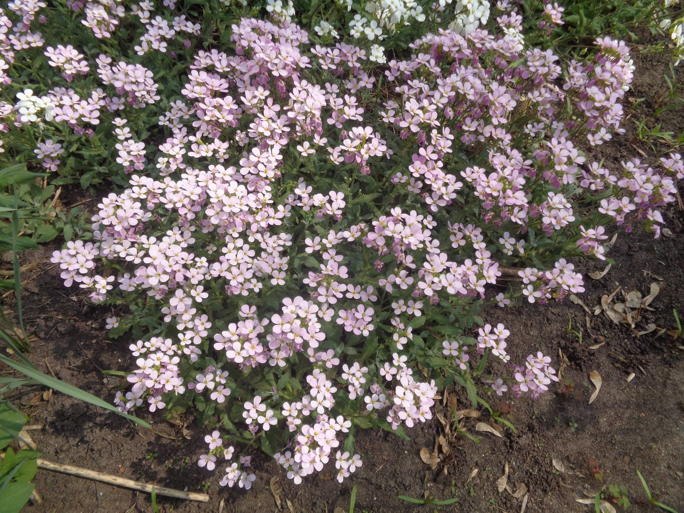 Image of Arabis caucasica specimen.