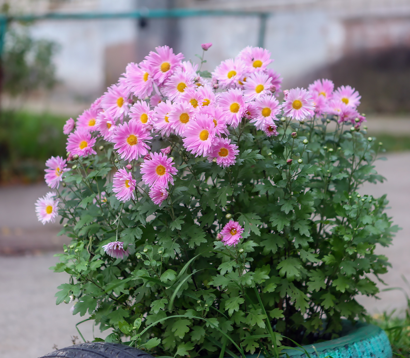 Image of Chrysanthemum indicum specimen.