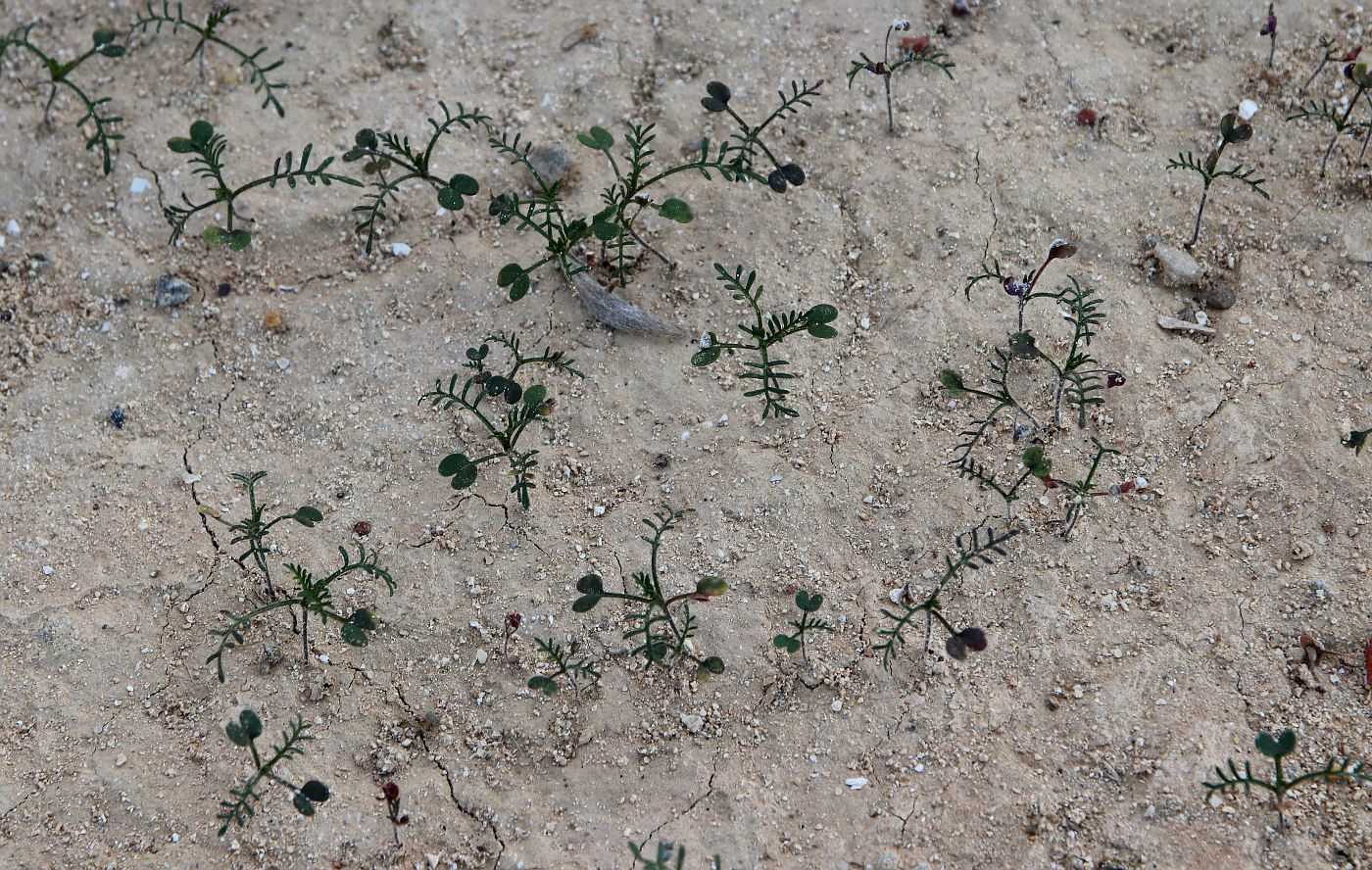 Image of Carrichtera annua specimen.