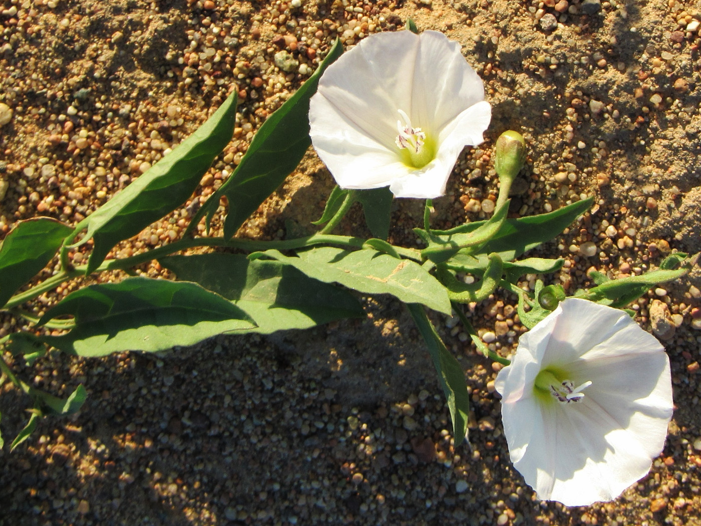 Image of Convolvulus arvensis specimen.