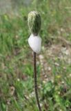 Leontodon biscutellifolius. Нераскрывшееся соцветие с гнездом личинки слюнявицы. Крым, Симферополь, Петровские скалы. 15 мая 2010 г.