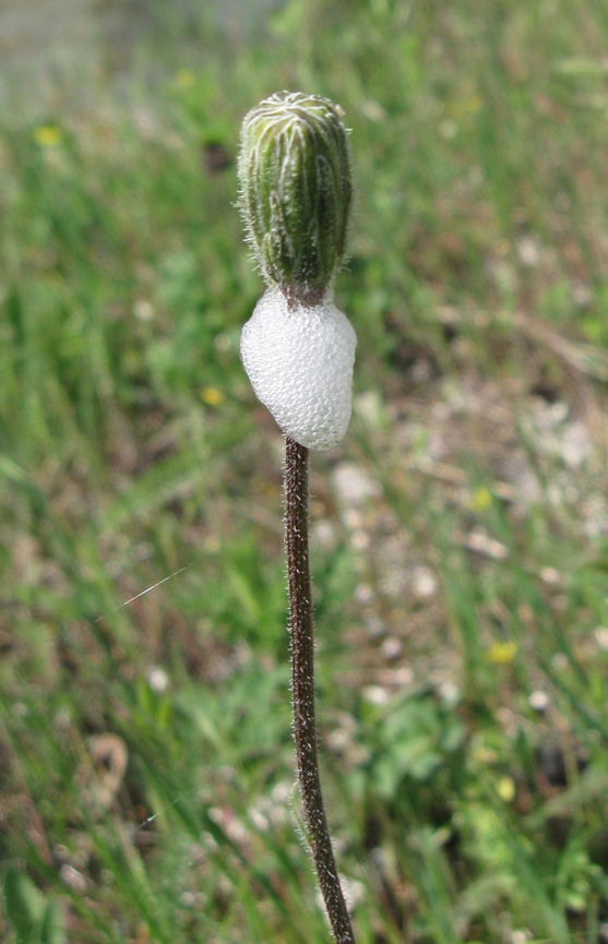 Изображение особи Leontodon biscutellifolius.