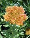 Rhodiola litwinowii. Верхушка растения с соплодием. Кыргызстан, Чуйская обл., Жайылский р-н, долина р. Кара-Балта. 24.05.2019.