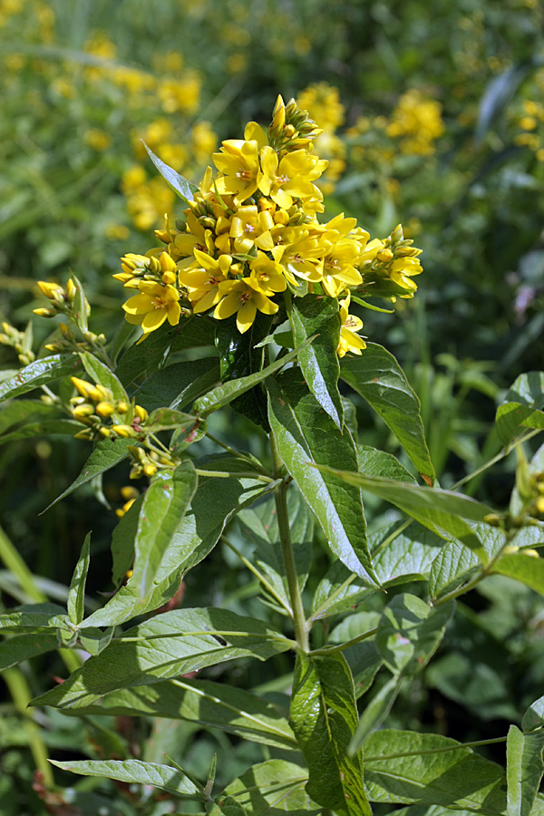 Изображение особи Lysimachia vulgaris.