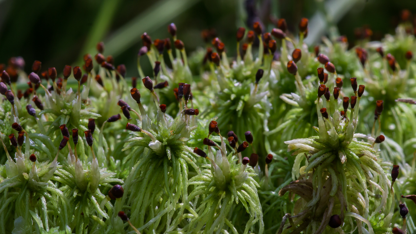 Image of genus Sphagnum specimen.
