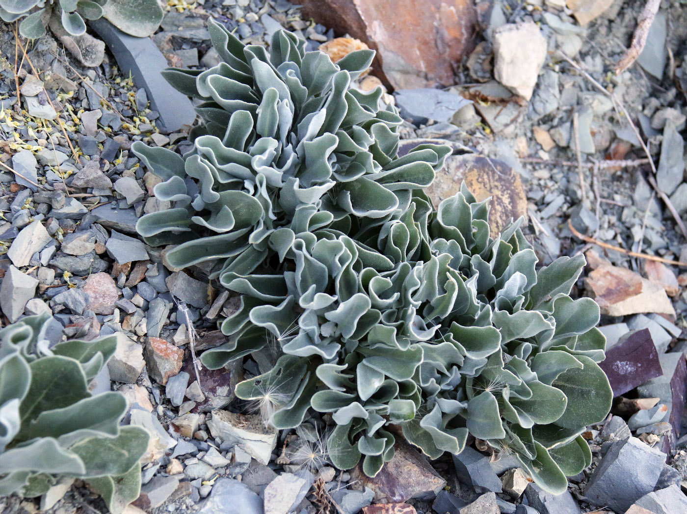 Image of Matthiola odoratissima specimen.