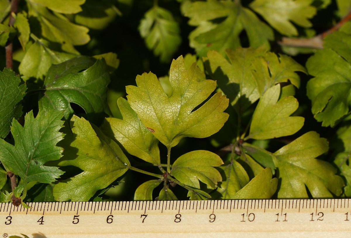 Image of genus Crataegus specimen.