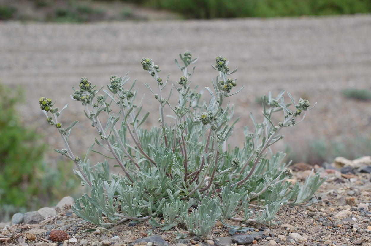 Изображение особи Artemisia kruhsiana.