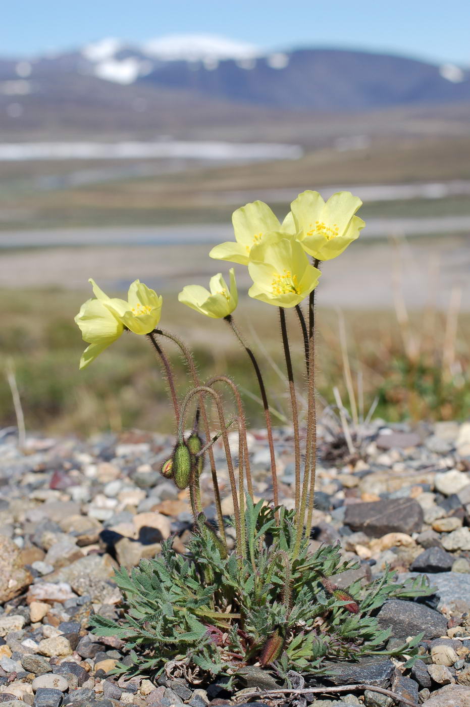 Изображение особи Papaver lapponicum.