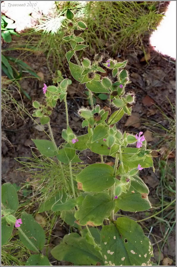 Изображение особи Melandrium dioicum.