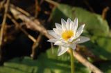 genus Nymphaea