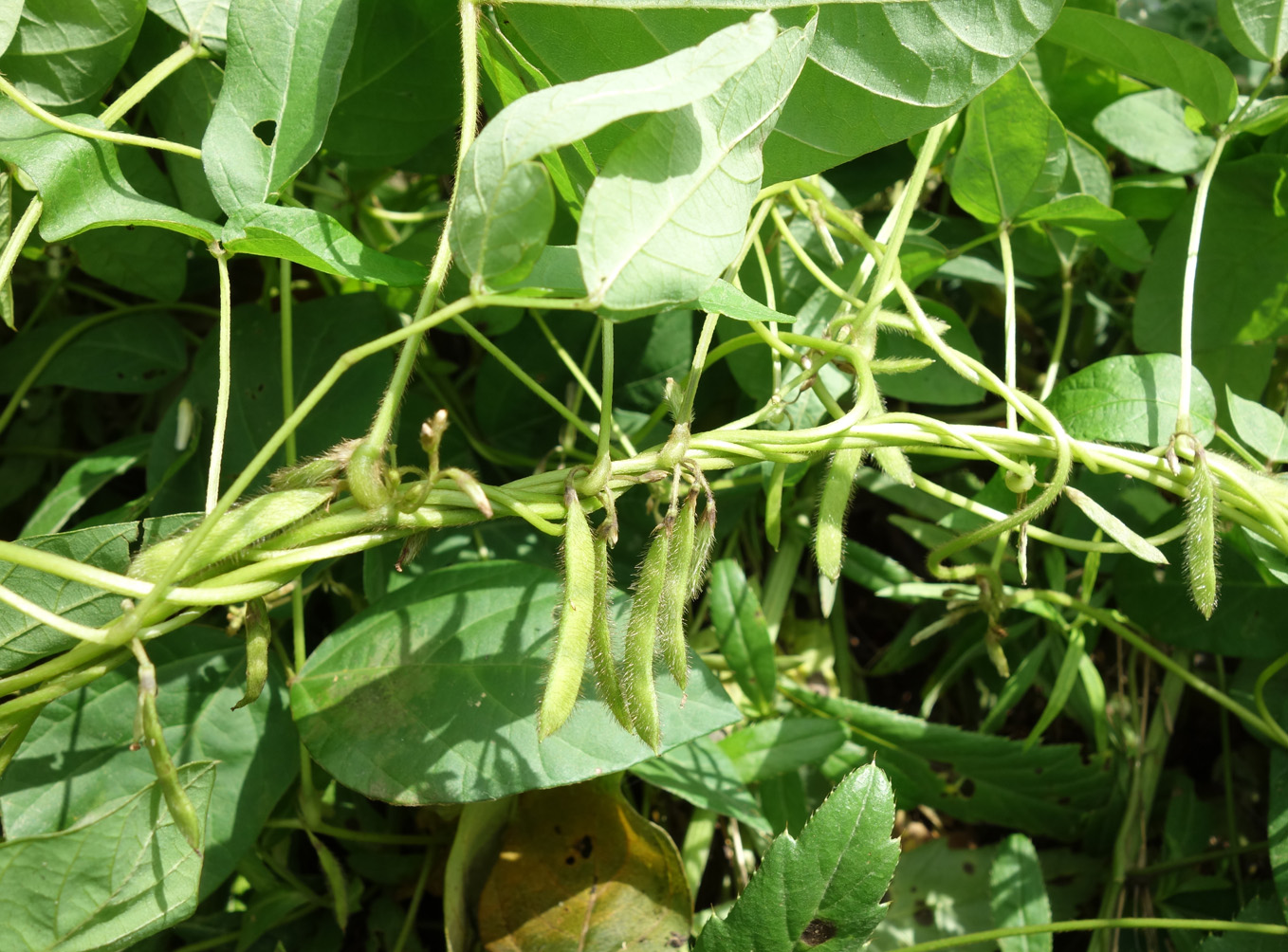Image of Glycine soja specimen.