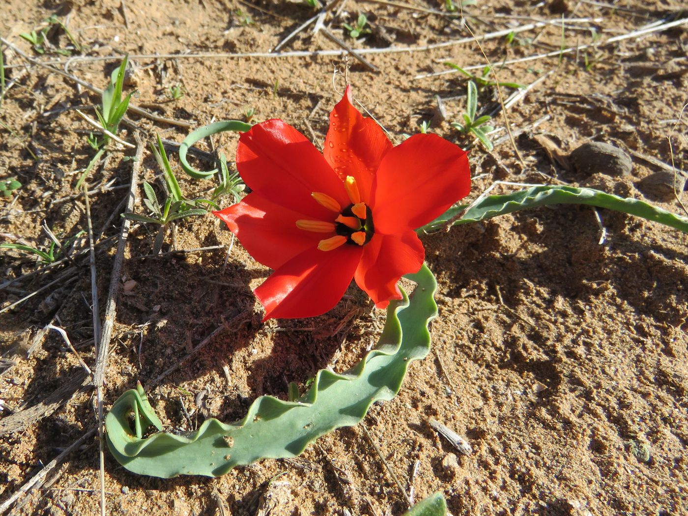 Image of Tulipa korolkowii specimen.