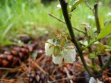 Vaccinium corymbosum. Часть побега с соцветием. Московская обл., Ленинский р-н, г. Видное, садовое товарищество \"Берёзка\", садовый участок. 03.06.2020.